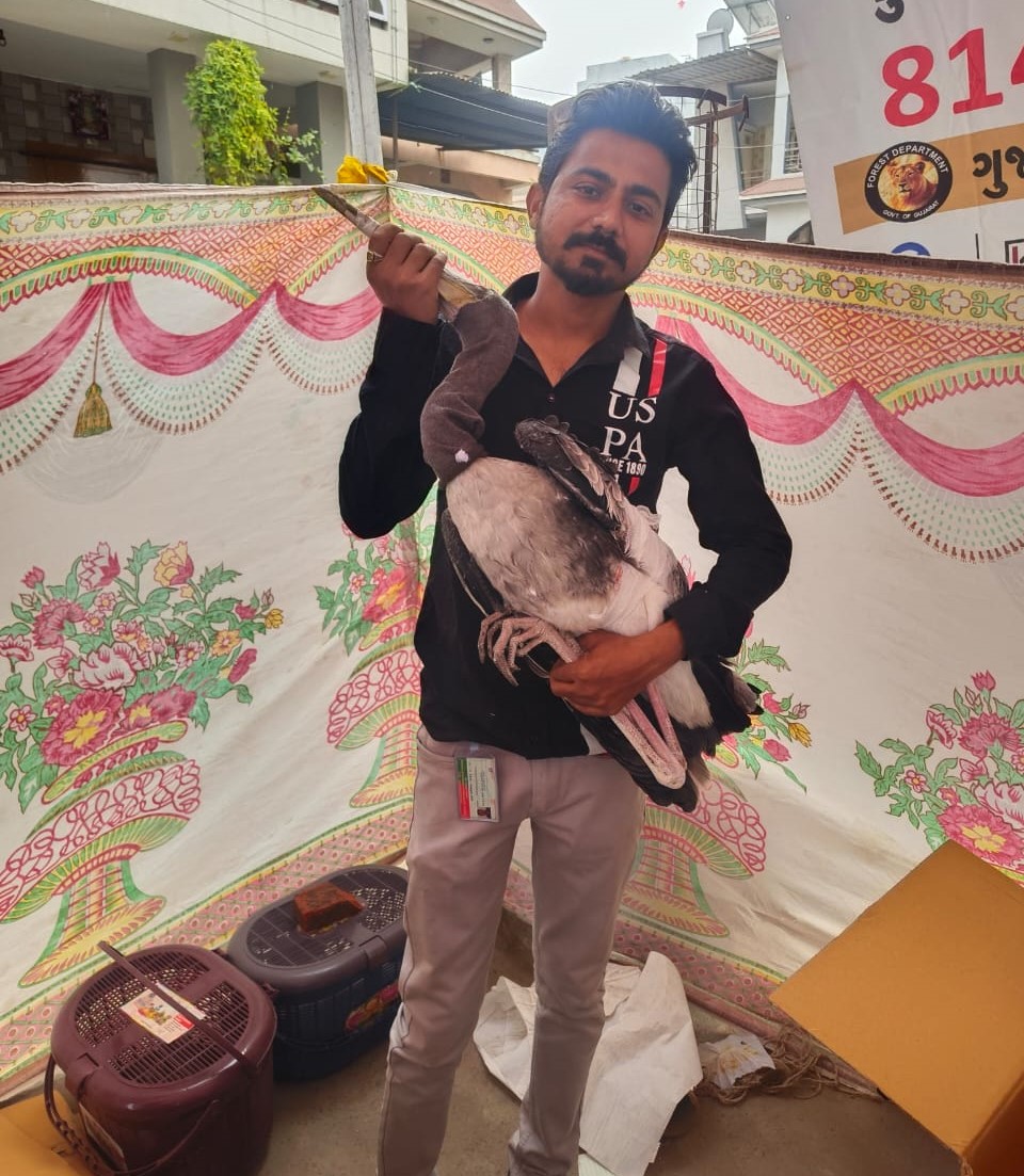 Injured bird rescue by JD Foundation Ahmedabad