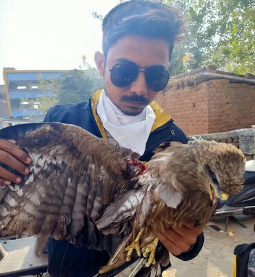 Injured bird rescue by JD Foundation Ahmedabad