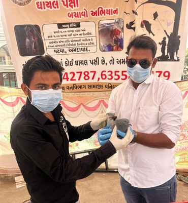 Injured bird rescue by JD Foundation Ahmedabad